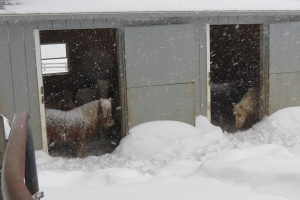 A few of the minis taking shelter.