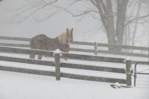 Al braving the elements.